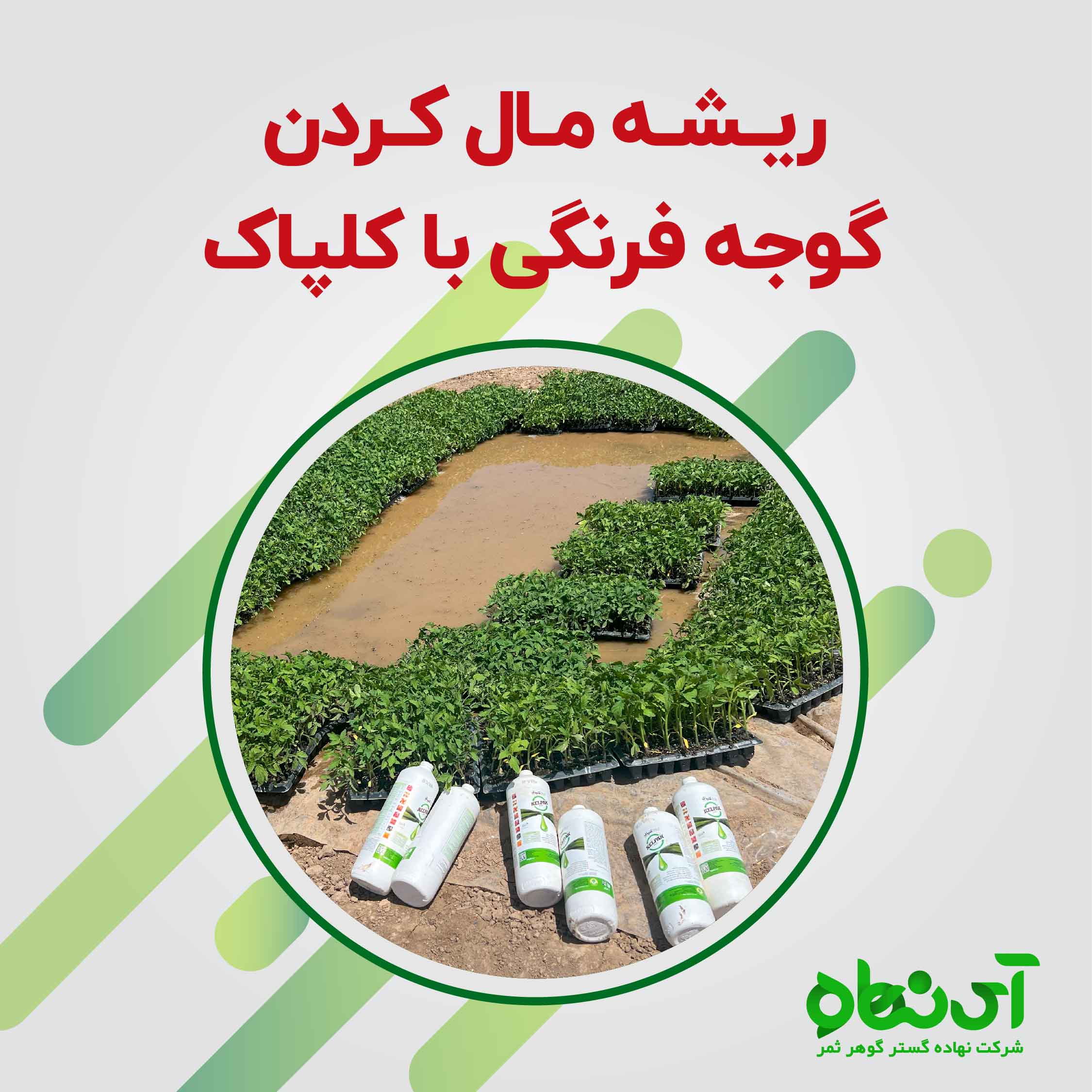 یک فصل کشت گوجه فرنگی ریشه مال کردن گوجه فرنگی با کلپاک